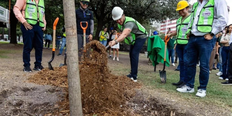 Samuel Y La Controversia De Los Árboles No Plantados - La Sultana Informa