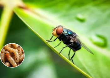 Se Registra La Primera Muerte Humana Por Gusano Barrenador En México