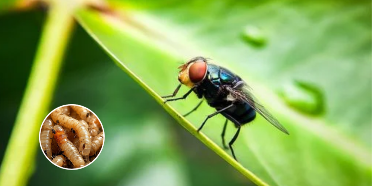  - La Sultana Informa