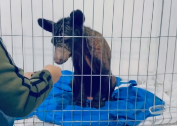 Osa Mina Mejora - La Sultana Informa