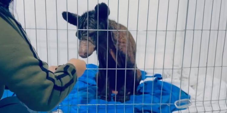 Osa Mina Mejora - La Sultana Informa