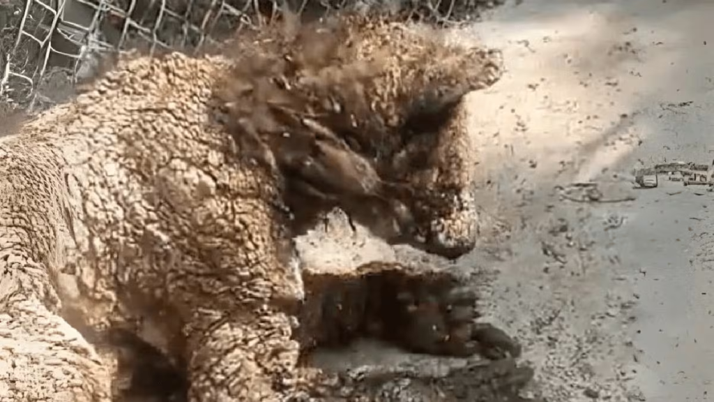 La Salud De La Osa Mina Mejora Tras Ser Rescatada Del Maltrato Animal De Samuel García Y Su Gobierno. Su Salud Avanza Con Dieta Adecuada Y Atención Médica. 