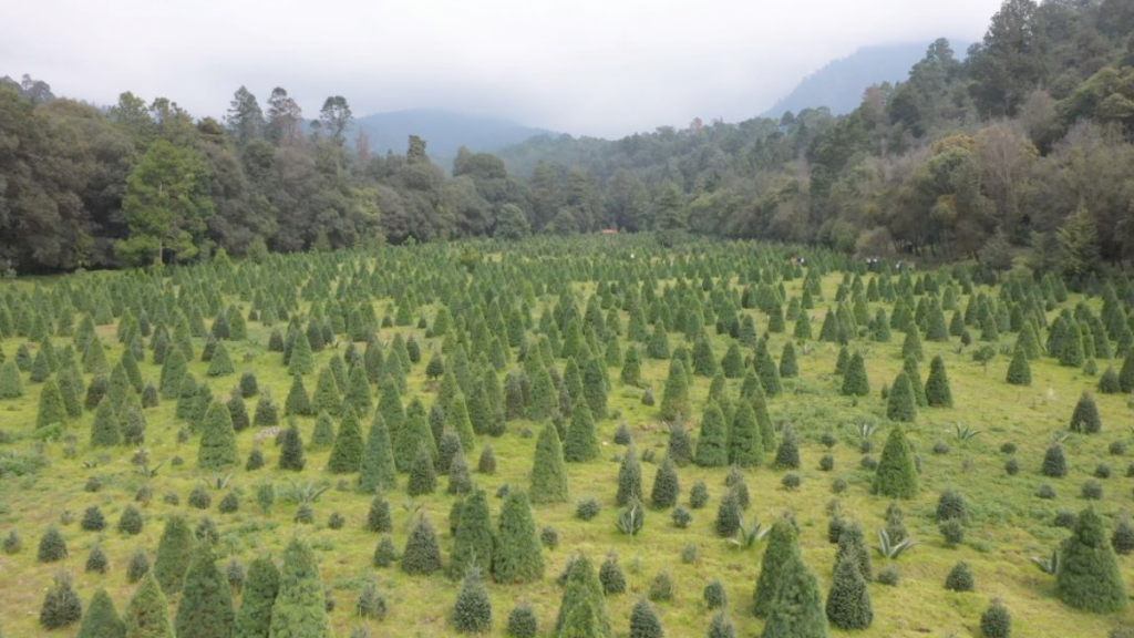 árbol-de-navidad-impacto-ambiental-huella-de-carbono-conafor