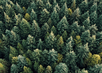 árbol-de-navidad-impacto-ambiental-huella-de-carbono-Conafor