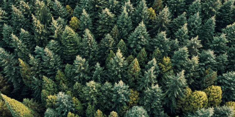 árbol-de-navidad-impacto-ambiental-huella-de-carbono-conafor - La Sultana Informa